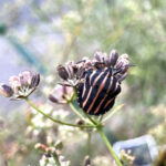 カアスジカメムシ