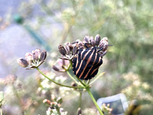 カアスジカメムシ