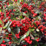 トキワサンザシ