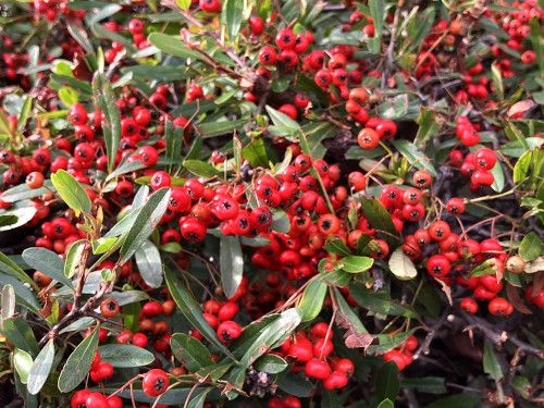 トキワサンザシ