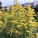 セイダカアワダチソウ