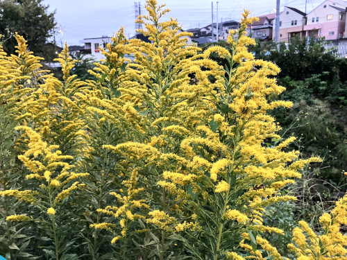 セイダカアワダチソウ