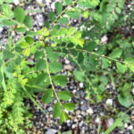 ナガエコミカンソウ