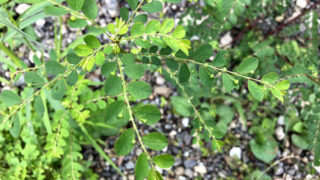 ナガエコミカンソウ