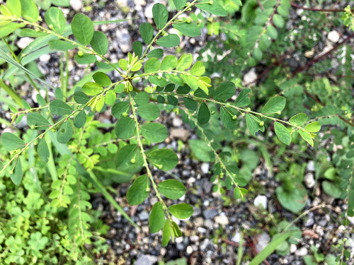 ナガエコミカンソウ