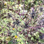 コシロノセンダングサ