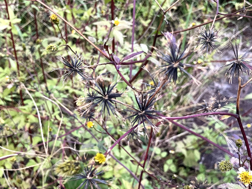 コシロノセンダングサ