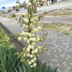 アツバキミガヨラン