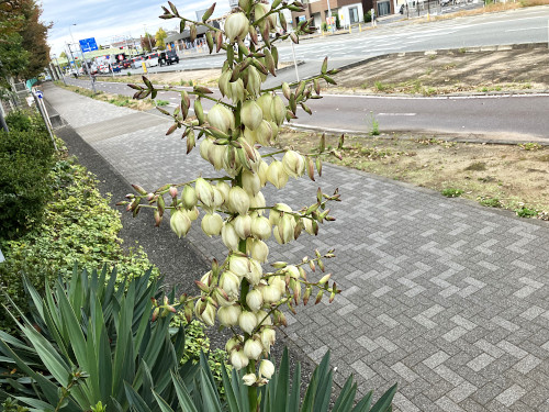 アツバキミガヨラン