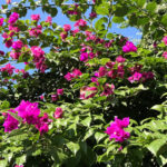 ブーゲンビリア