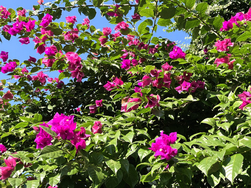 ブーゲンビリア