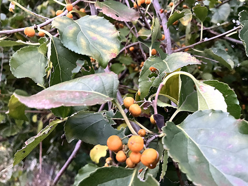 ツルウメモドキ