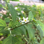 アメリカイヌホウズキ