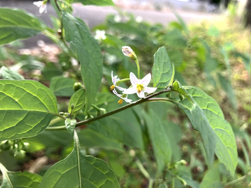 アメリカイヌホウズキ