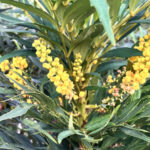 ホソバヒイラギナンテン