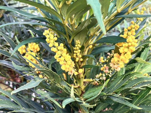 ホソバヒイラギナンテン