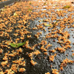 キンモクセイの落ち花