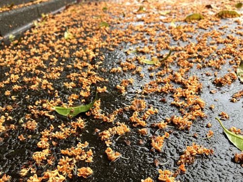 キンモクセイの落ち花