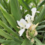 ハナシュクシャ