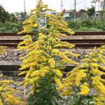 セイタカアワダチソウ