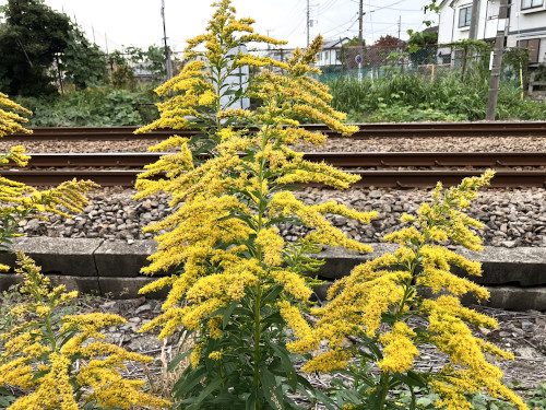 セイタカアワダチソウ