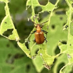 クズクビボソハムシ