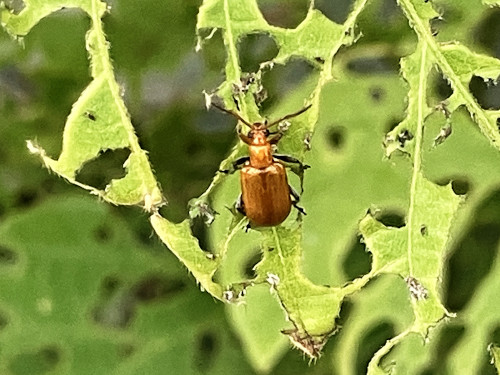 クズクビボソハムシ