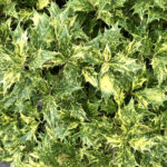 ゴシキヒイラギ