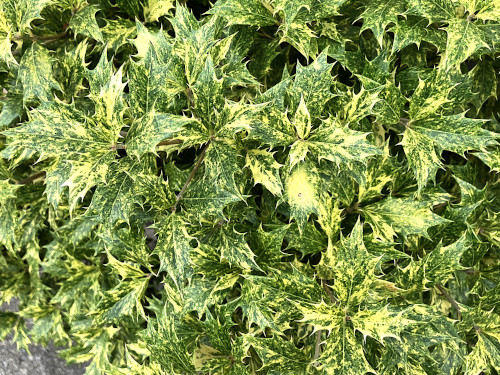 ゴシキヒイラギ