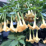 キダチチョウセンアサガオ