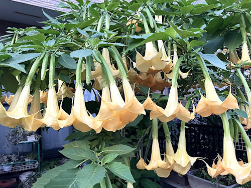 キダチチョウセンアサガオ