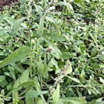 チチコグサモドキ