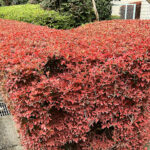 ドウダンツツジ