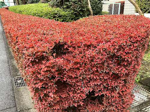 ドウダンツツジ