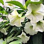 キダチチョウセンアサガオ