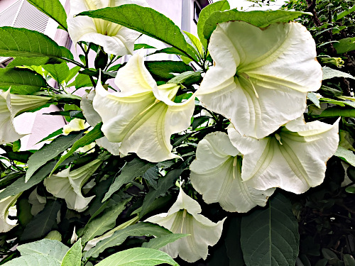 キダチチョウセンアサガオ