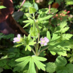 ゲンノショウコ