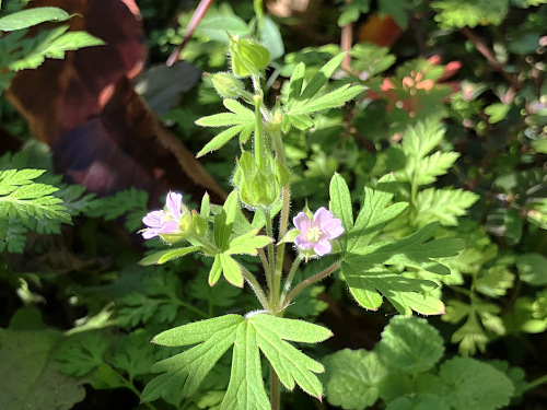 ゲンノショウコ