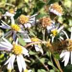 キンケハラナガツチバチ