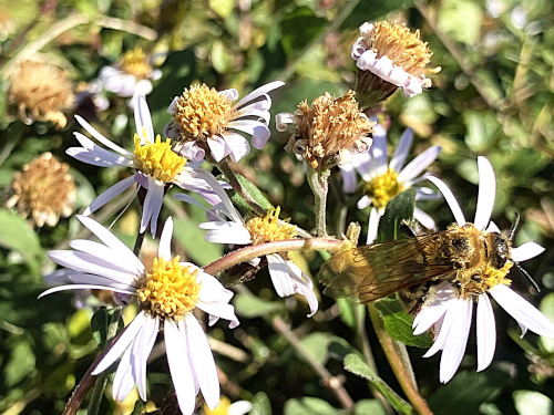 キンケハラナガツチバチ