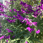 アメジストセージ