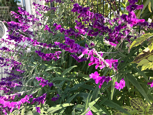 アメジストセージ