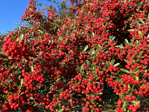 トキワサンザシ