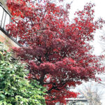 紅葉　詳細不明