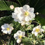 シュウメイギク