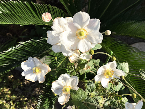 シュウメイギク