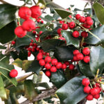 セイヨウヒイラギ