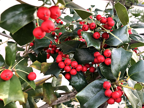 セイヨウヒイラギ