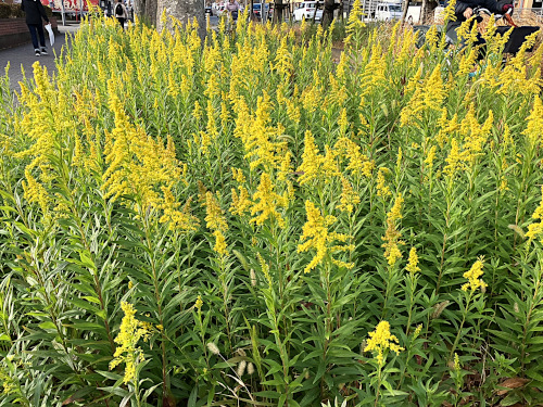 セイタカアワダチソウ