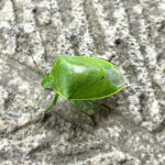 ツヤアオカメムシ